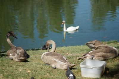 Прикрепленное изображение: DSC02155-1.JPG